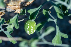 Ibervillea sonorae