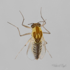 Orthocladiinae