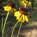 Helenium arizonicum - Photo (c) Rob Klotz,  זכויות יוצרים חלקיות (CC BY-NC), uploaded by Rob Klotz