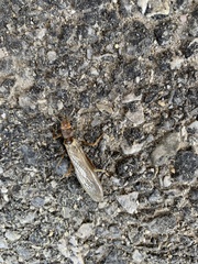 Plecoptera