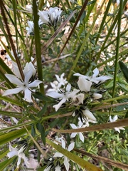 Orianthera serpyllifolia