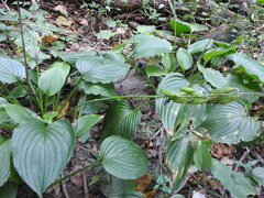 Hosta sieboldii