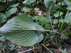 Hosta sieboldii