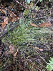 Festuca californica