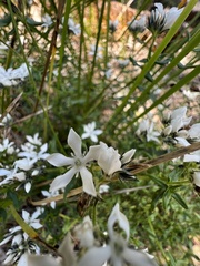 Orianthera serpyllifolia