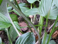 Hosta sieboldii