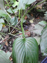 Hosta sieboldii
