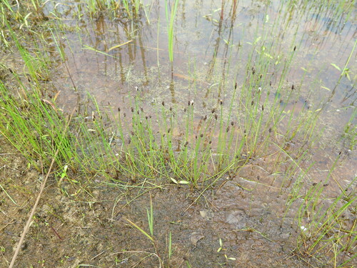 Eleocharis kamtschatica iNat (1)