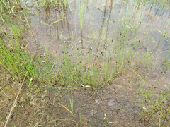 Eleocharis kamtschatica