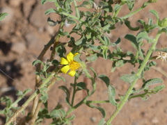 Heterotheca hirsutissima