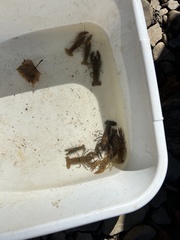 Faxonius virilis