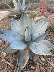 Agave titanota