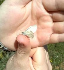 Dismorphiinae