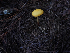 Hymenogloea papyracea
