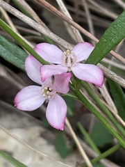 Cyanothamnus polygalifolius