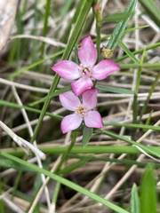 Cyanothamnus polygalifolius