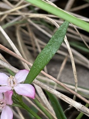 Cyanothamnus polygalifolius