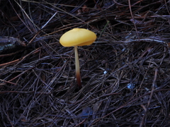Hymenogloea papyracea
