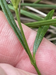 Cyanothamnus polygalifolius