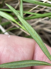 Cyanothamnus polygalifolius