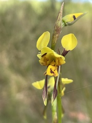 Diuris sulphurea