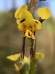 Diuris sulphurea