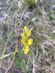 Diuris sulphurea