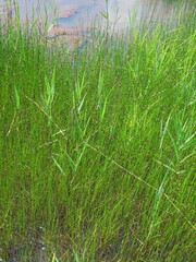 Eleocharis kamtschatica