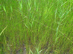 Eleocharis kamtschatica