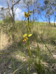 Diuris sulphurea