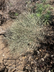 Eriogonum baileyi baileyi
