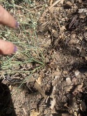 Eriogonum baileyi baileyi
