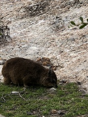 Procavia capensis capensis