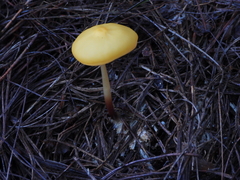Hymenogloea papyracea