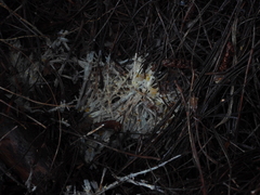 Hymenogloea papyracea