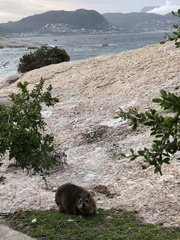 Procavia capensis capensis