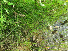 Eleocharis kamtschatica