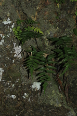 Asplenium listeri