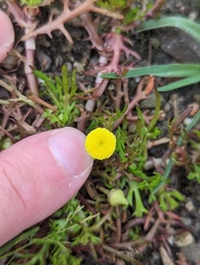 Cotula coronopifolia