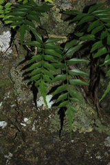 Asplenium listeri