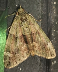 Chloroclysta siterata