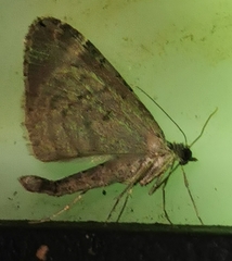 Chloroclysta siterata