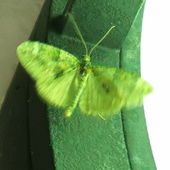 Chloroclysta siterata