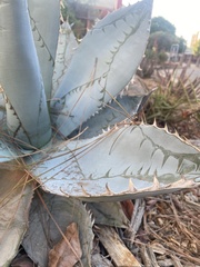 Agave titanota