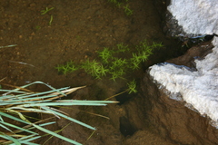 Callitriche palustris