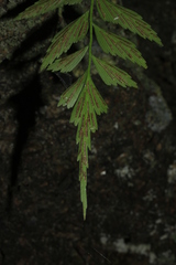 Asplenium listeri