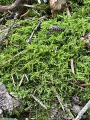 Kindbergia oregana