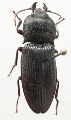 Aphileus mulkanus
