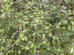 Streblus heterophyllus