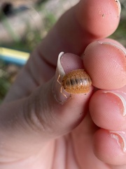 Porcellio dilatatus